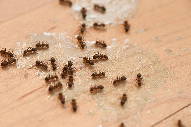 Best Pest Inspection Near Me  in Redland, AL