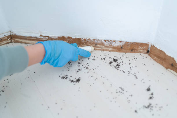 Best Local Pest Control Services  in Redland, AL